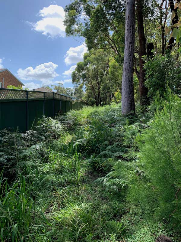 Bushfire mitigation before