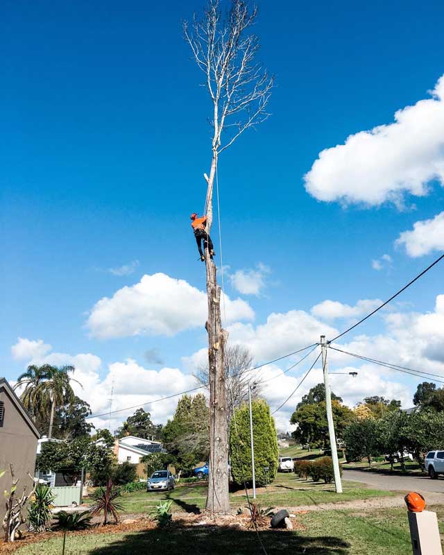 Tree removal